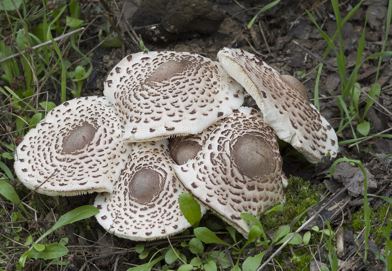 Leucoagaricus americanus